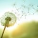 Relax Drops -