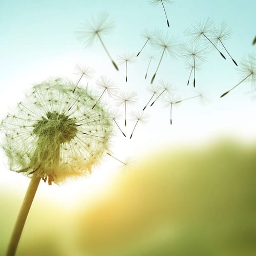 Relax Drops -