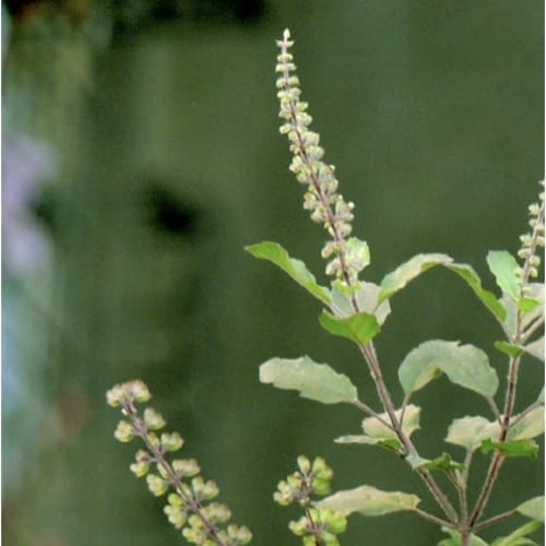 Tulsi Tea - Ayurvedic Liquids