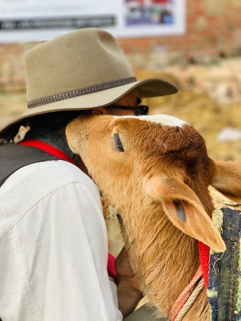 Calf