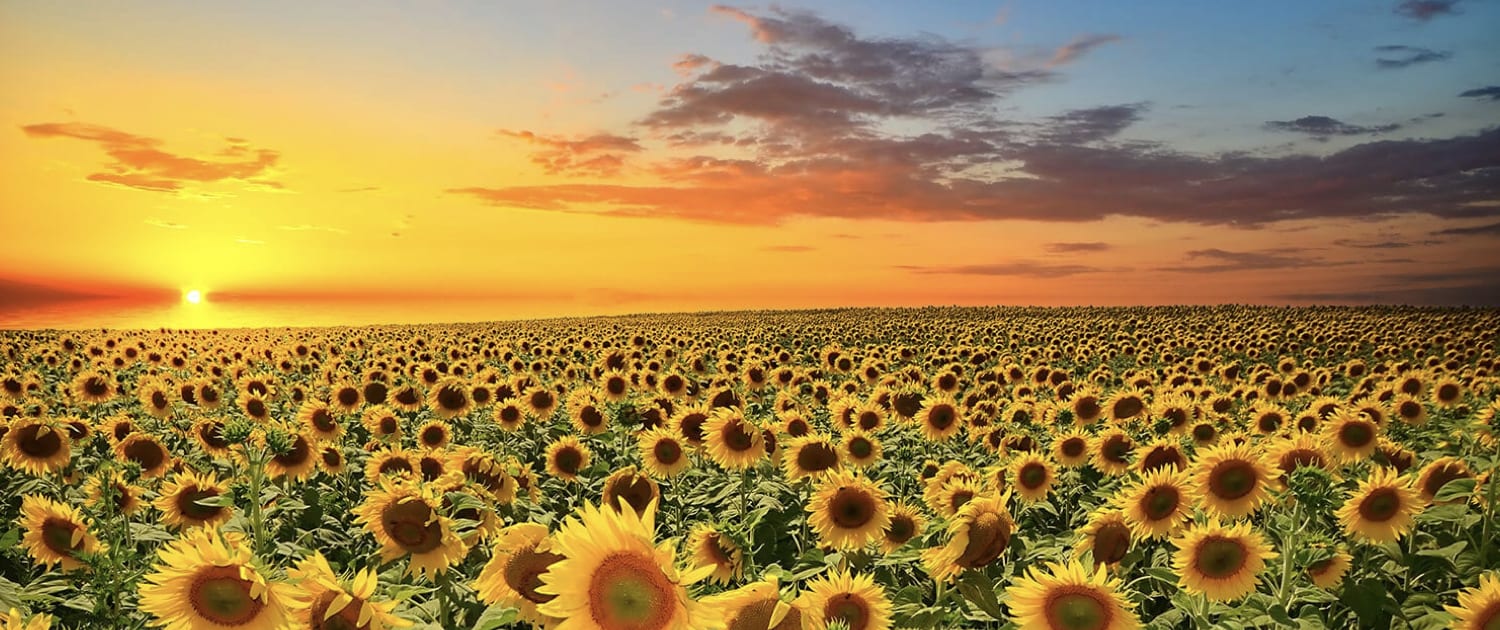 Ayurvedic Practitioners - Sunshine Coast