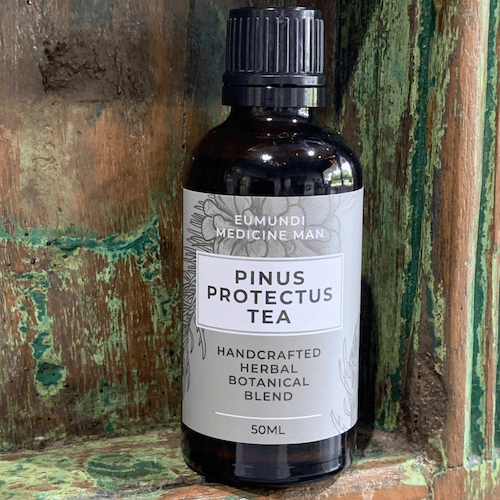 Pine Needle Tea - Tincture