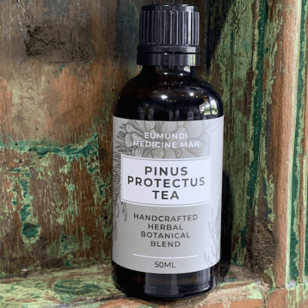 Pinus Protectus Tea - Pine Needle Tea