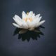 Ayurvedic Rescue Remedy -